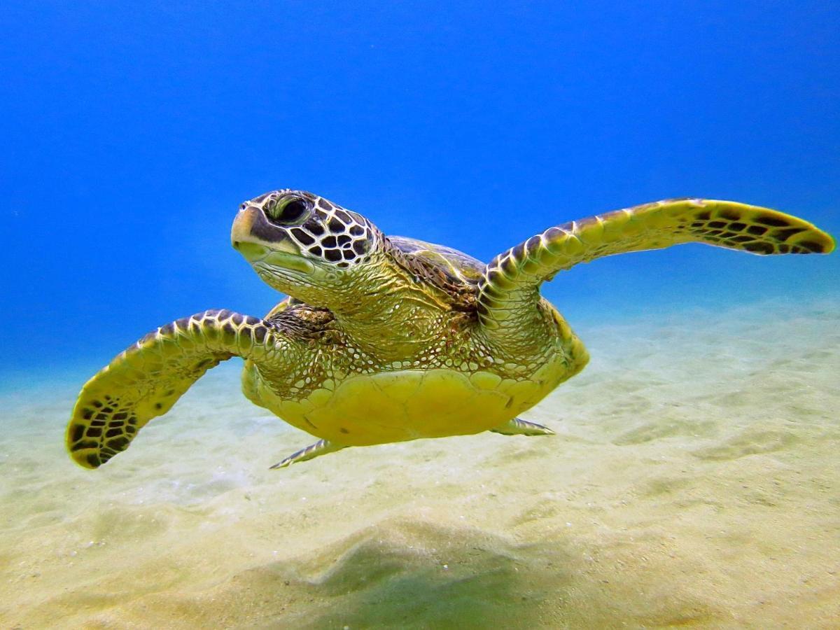 Cozy Waikiki Getaway, Stroll To Beach With Free Parking Honolulu Zewnętrze zdjęcie